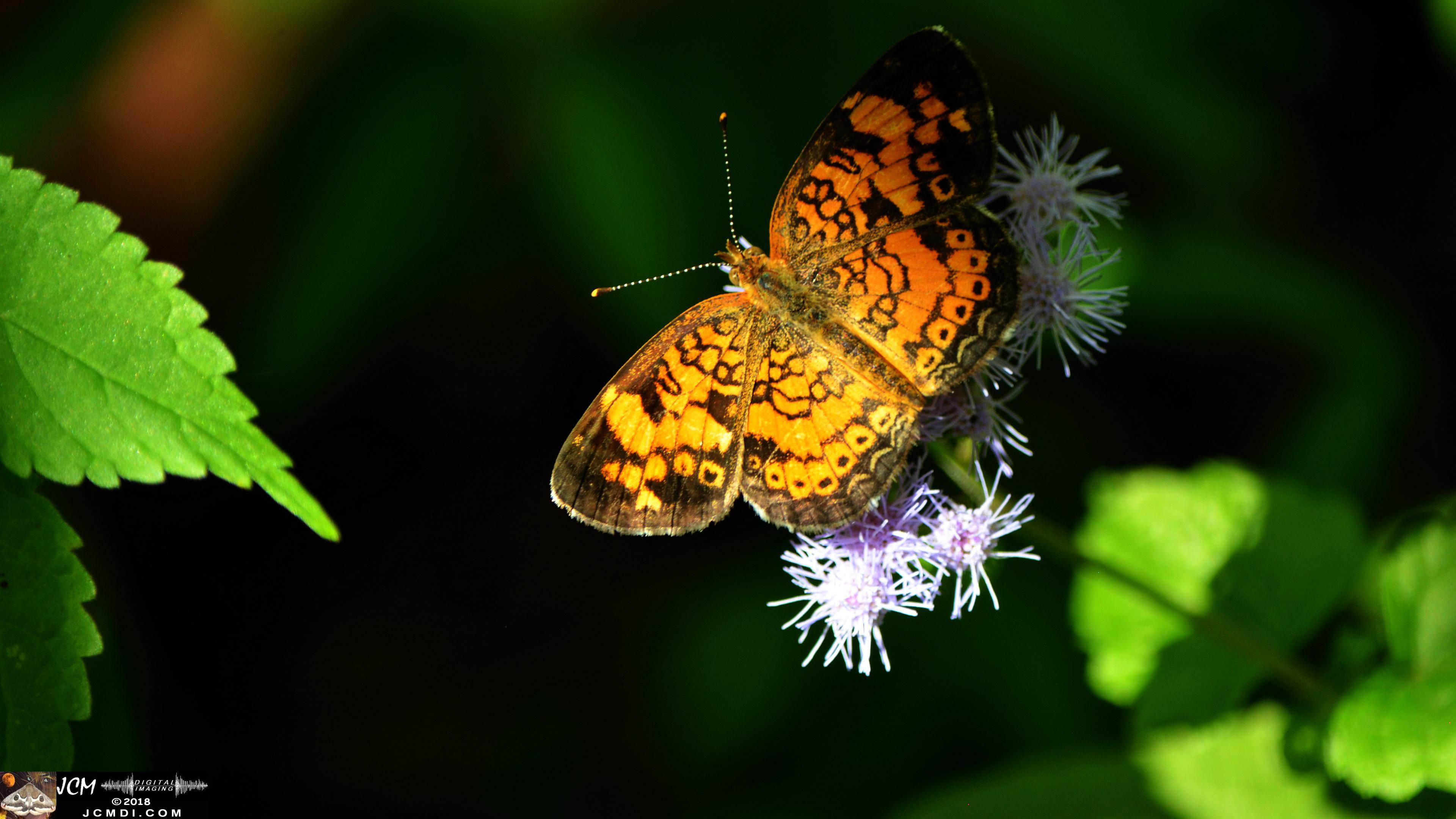 A Pearl Crescent Butterfly at Old Hickory Lake.jpg